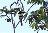 Chestnut-eared Aracari